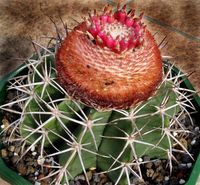 Melocactus bahiensis