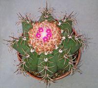 Melocactus matanzanus