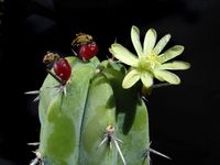 Myrtillocactus geometrizans