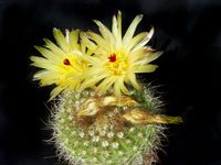 Notocactus apricus