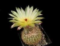 Notocactus blaauwianus