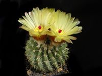 Notocactus buiningii