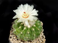 Notocactus calvescens GF 141(Wigginsia)