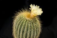 Notocactus claviceps