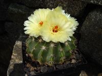 Notocactus corynoides (Wigginsia)