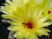 Notocactus floricomus Schwebfliege