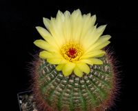 Notocactus floricomus