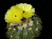 Notocactus fricii (Wigginsia)