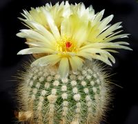 Notocactus fuscus