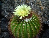 Notocactus grossei