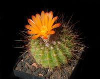 Notocactus herteri rubriflorus