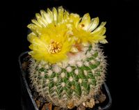 Notocactus juvenaliformis AH 93 (Wigginsia)