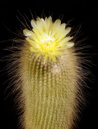 Notocactus leninghausii