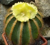 Notocactus magnificus