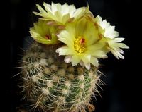 Notocactus ottonis v brasiliensis