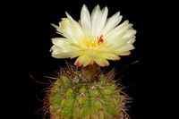 Notocactus ottonis v cuchilla-negro