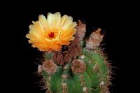 Notocactus ottonis v janoucekianus