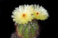 Notocactus ottonis v tenuispina