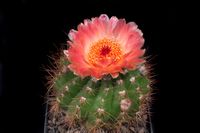 Notocactus ottonis v vencluianus