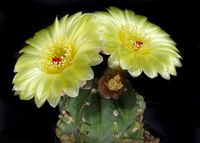 Notocactus ottonis