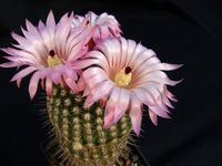 Notocactus roseiflorus