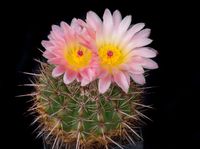 Notocactus roseoluteus