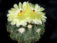 Notocactus rubricostatus (Wigginsia)