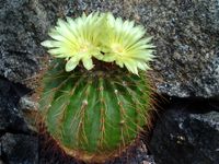 Notocactus schumannianus(Wigginsia)