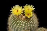 Notocactus scopa v daenikerianus