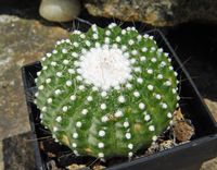 Notocactus scopa v inermis