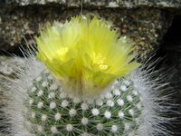 Notocactus scopa