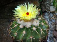 Notocactus sellowii (Wigginsia)