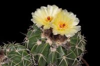 Notocactus sessiliflorus (Wigginsia)