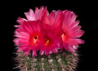 Notocactus submammulosus rot