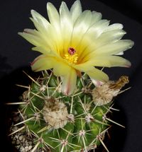 Notocactus submammulosus