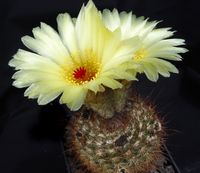 Notocactus tabularis