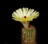 Notocactus tenuicylindricus