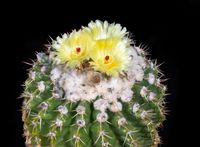 Notocactus tephracantha (Wigginsia)