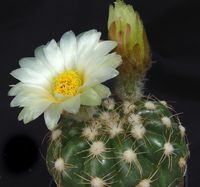 Notocactus uebelmannianus