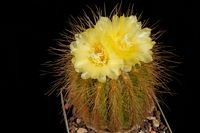 Notocactus warasii (Eriocactus) 