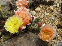 Opuntia fragilis Freising