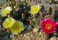 Opuntia fragilis Hybriden