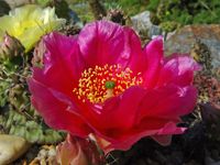 Opuntia fragilis hyb F&uuml;ssen