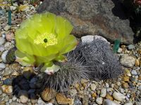 Opuntia hystricina v ursina