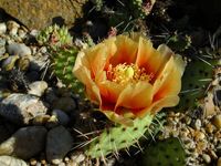 Opuntia macrorhiza Apricot