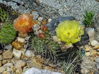 Opuntia phaeacantha-horrida