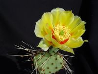 Opuntia phaeacantha