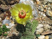 Opuntia polyacantha Belle Fourche