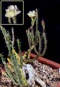 Opuntia shaffeyi MK 447