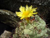 Ortegocactus macdougalii